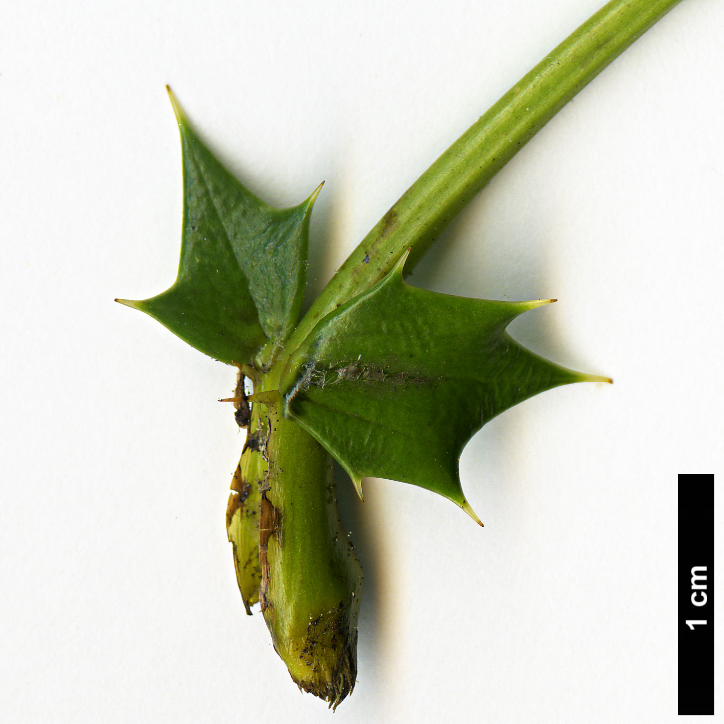 High resolution image: Family: Berberidaceae - Genus: Mahonia - Taxon: ×media (M.japonica × M.oiwakensis subsp. lomariifolia)